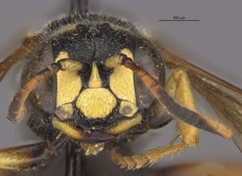 Media type: image;   Entomology 13780 Aspect: head frontal view